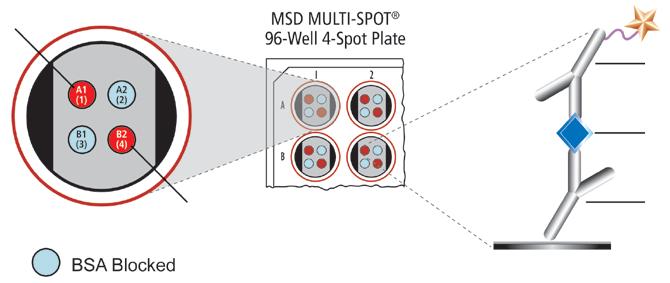 Principle of the Assay MSD assays provide a rapid and convenient method for measuring the levels of protein targets within a single small-volume sample.