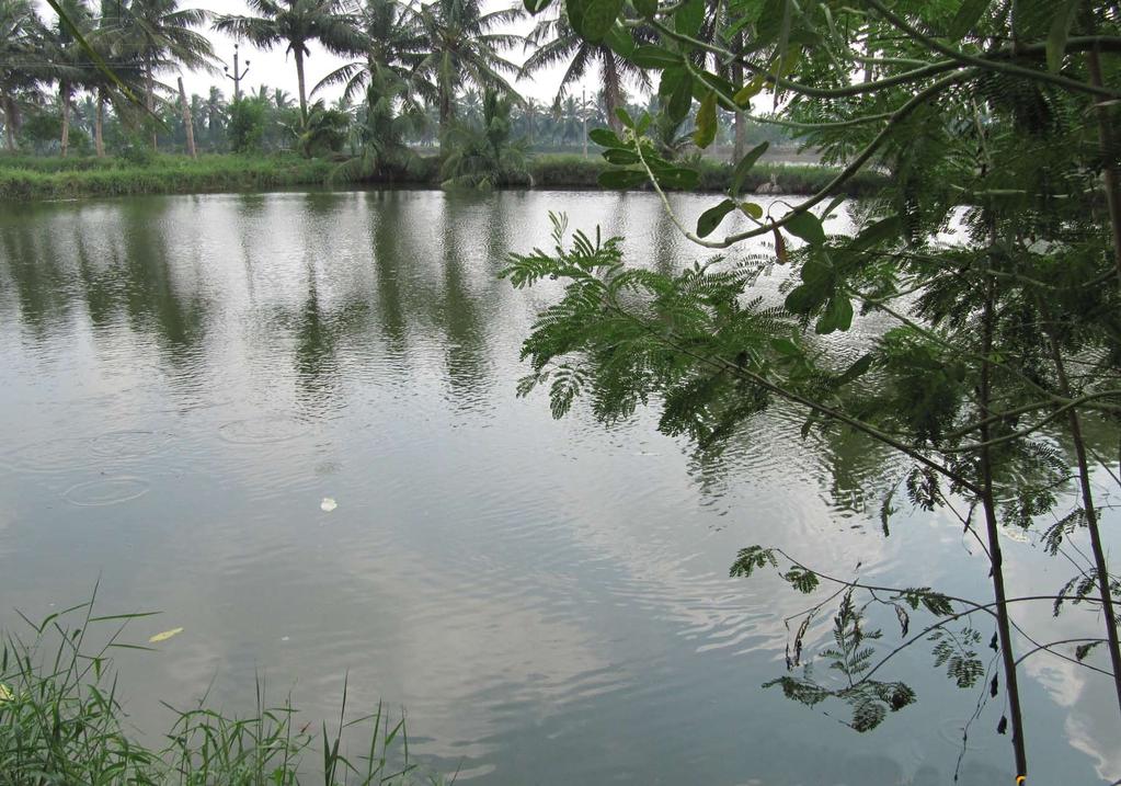 A view of a grow-out earthen pond for carp culture in Andhra Pradesh,