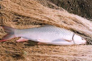 catfish Typical culture - IMC - striped catfish On-growing semi-intensive polyculture - IMC - striped Mash - pellet catfish Zero