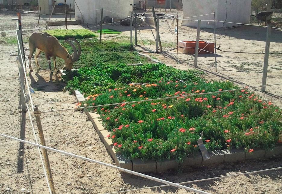 Vegetation: surface temperature, albedo & cooling efficiency The potential of succulent plants and other alternatives to grass in urban landscaping were examined in the Negev desert