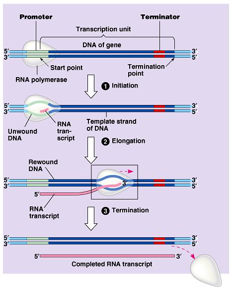 Transcription can be separated into three stages:
