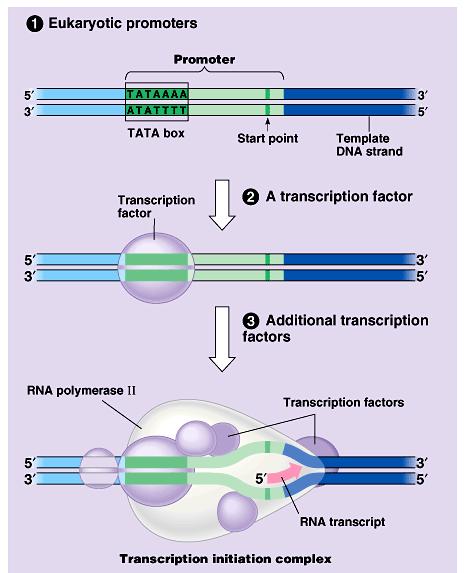 In eukaryotes, proteins called transcription factors recognize the promotor region, especially a TATA box, and bind to the promotor.