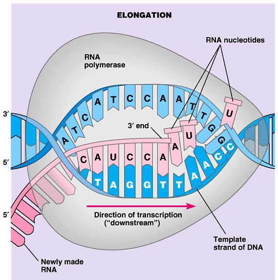 As RNA polymerase moves along the DNA, it untwists the double helix, 10 to 20 bases at time.