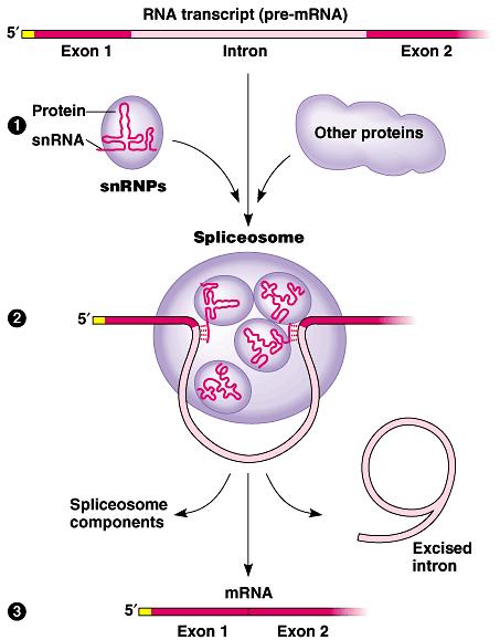 (1) Pre-mRNA combines with snrnps and other proteins to form a spliceosome. (2) Within the spliceosome, snrna base-pairs with nucleotides at the ends of the intron.