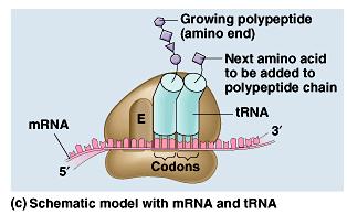 Each ribosome has a binding site for mrna and three binding sites