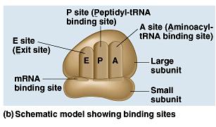 The P site holds the trna carrying the growing polypeptide chain.