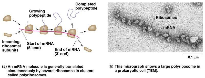 Typically a single mrna is used to make many copies of a polypeptide simultaneously.