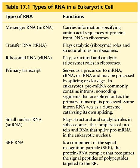 The diverse functions of RNA range from