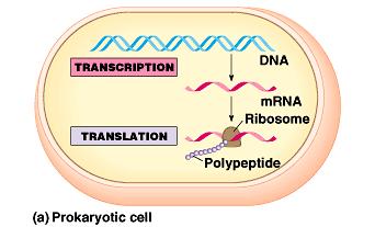 The basic mechanics of transcription and translation are similar in eukaryotes and prokaryotes.