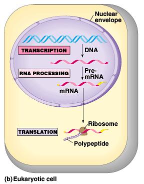 In a eukaryotic cell, almost all transcription occurs in the nucleus and translation occurs mainly at ribosomes in the cytoplasm.