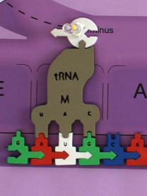 The other functional part of trna attaches to a specific amino acid.