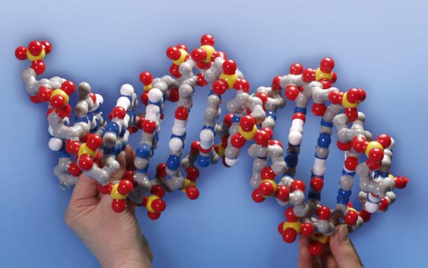 1a Fill in the correct base pairs in the template strand below and build the DNA template strand.