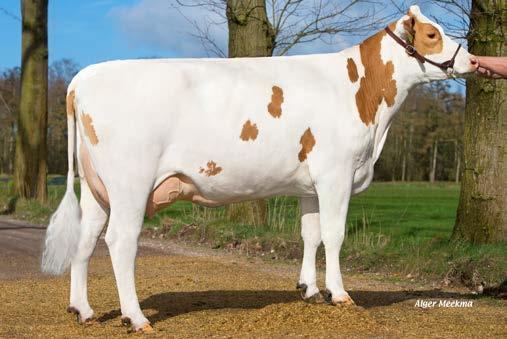 The Bodyguard daughters will excel in udders and udder health. They will be productive with good components, making him another fine example of CRV s philosophy: easy to manage and efficient.