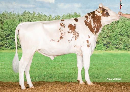 Solar is easy to use because he is besides all his qualities also suitable for maiden heifers.