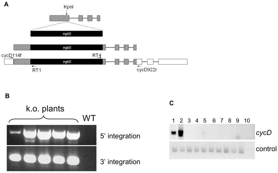 231 Figure 2. Targeted disruption of the cycd locus in Physcomitrella. A.