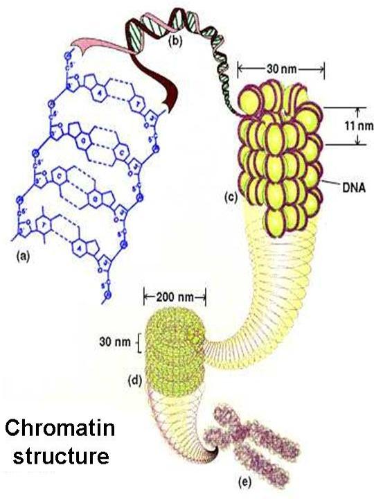 Chromatin Remodeling DNA wraps around histone proteins. This macro shape impacts the ability of the DNA to be transcribed.
