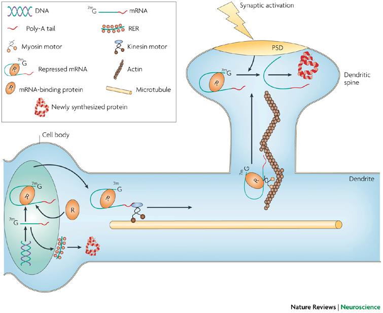 Repressed RNA mrna binding protein links mrna to cellular machinery that guides it to the post