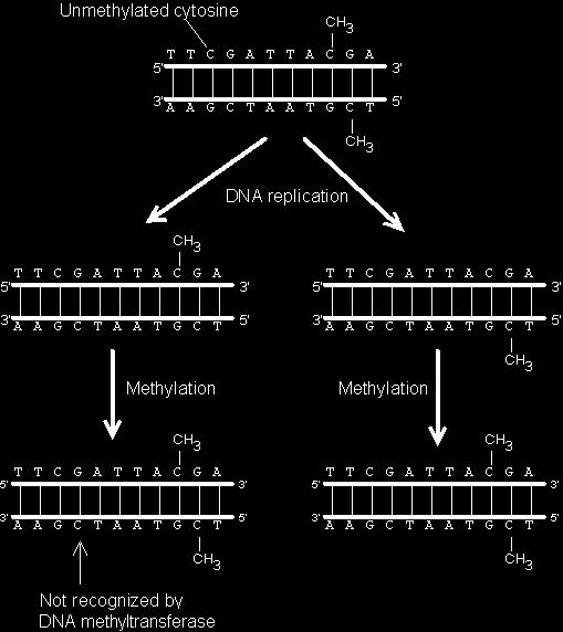 Non-Genetic Inheritance Methylation is conserved during mitosis.
