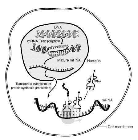mrna Transport mrna transports protein information through the nuclear membrane (if present).