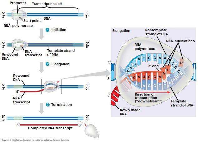 Transcription: Converting DNA to mrna http://bcs.whfreeman.com/thelifewire/content/chp12/1202001.