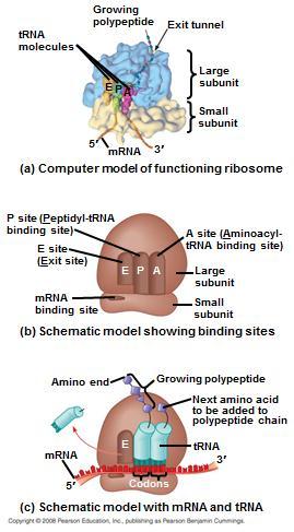 rrna (ribosome): adds amino acids together from the trna and in the sequence of the mrna. Figure 17.14 The structure of transfer RNA (trna) Function: Pick up designated amino acids in the cystol.