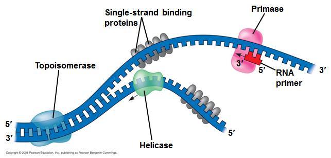 In DNA replication, the parent molecule unwinds, and two new daughter strands are built following the rules of complimentary base pairing. Figure 16.