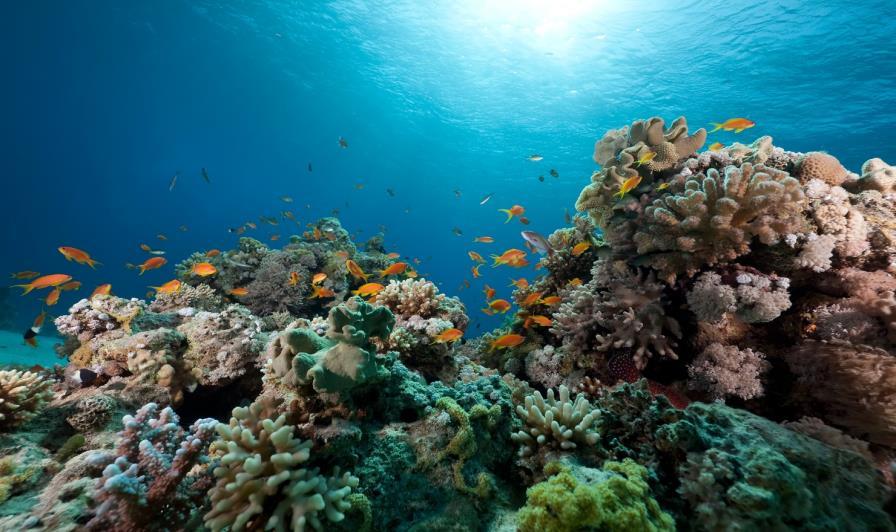 Restoring Water Quality on the Great Barrier Reef