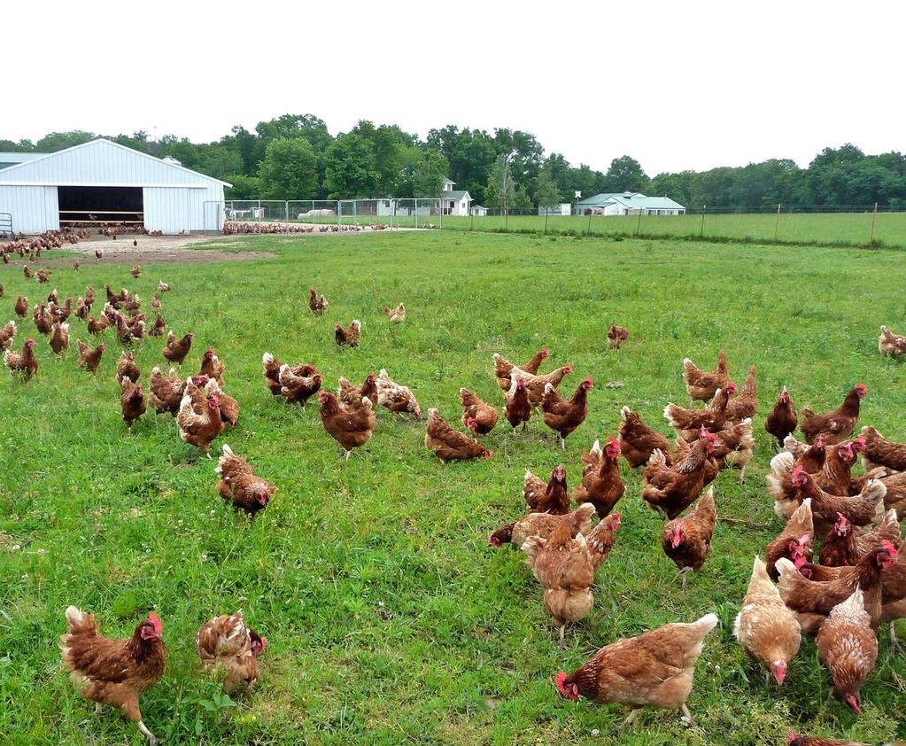 Farms, the CHICKENS come first and,