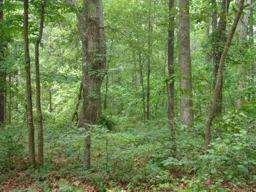 Hardwood Forests are packed with Diversity Species rich Multi-aged Variably structured