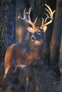 wildlife benefits. On average, a private forest landowner in Missouri owns less than 40 acres.
