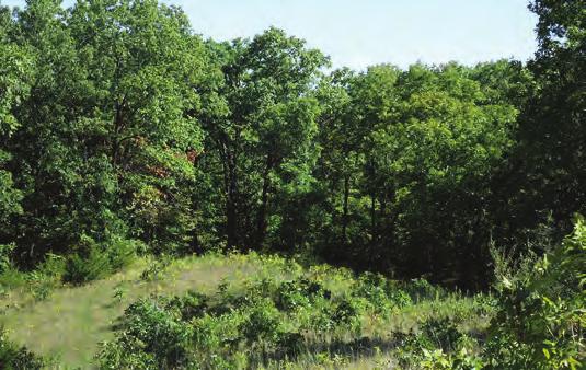 Figure 4. Small group openings within the forest can benefit many wildlife species and also promote the regeneration of shade-intolerant trees, such as species of oak.