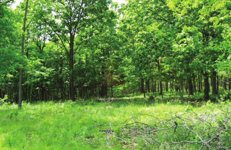 A variety of intermediate treatments, including FSI and thinning practices, can be implemented to improve timber quality and enhance the habitat for various wildlife.