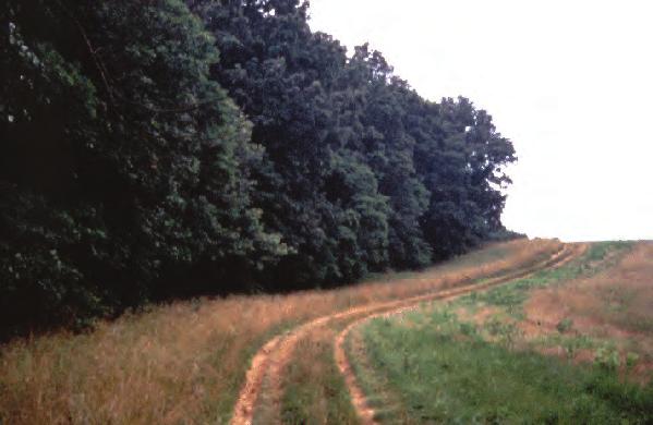 Figure 8. Den trees (left) provide wildlife with nesting sites and cover. When conducting a forest stand improvement or timber harvest, mark snags (right) and den trees to be left on the site.