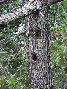 5 feet above the ground) per acre for use by species such as pileated and red-headed woodpeckers and gray squirrels.
