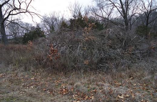 Downed-tree structures can be used to complement the creation of brush piles and located in areas that will be managed for permanent shrubby cover, such as bobwhite quail covey headquarters.
