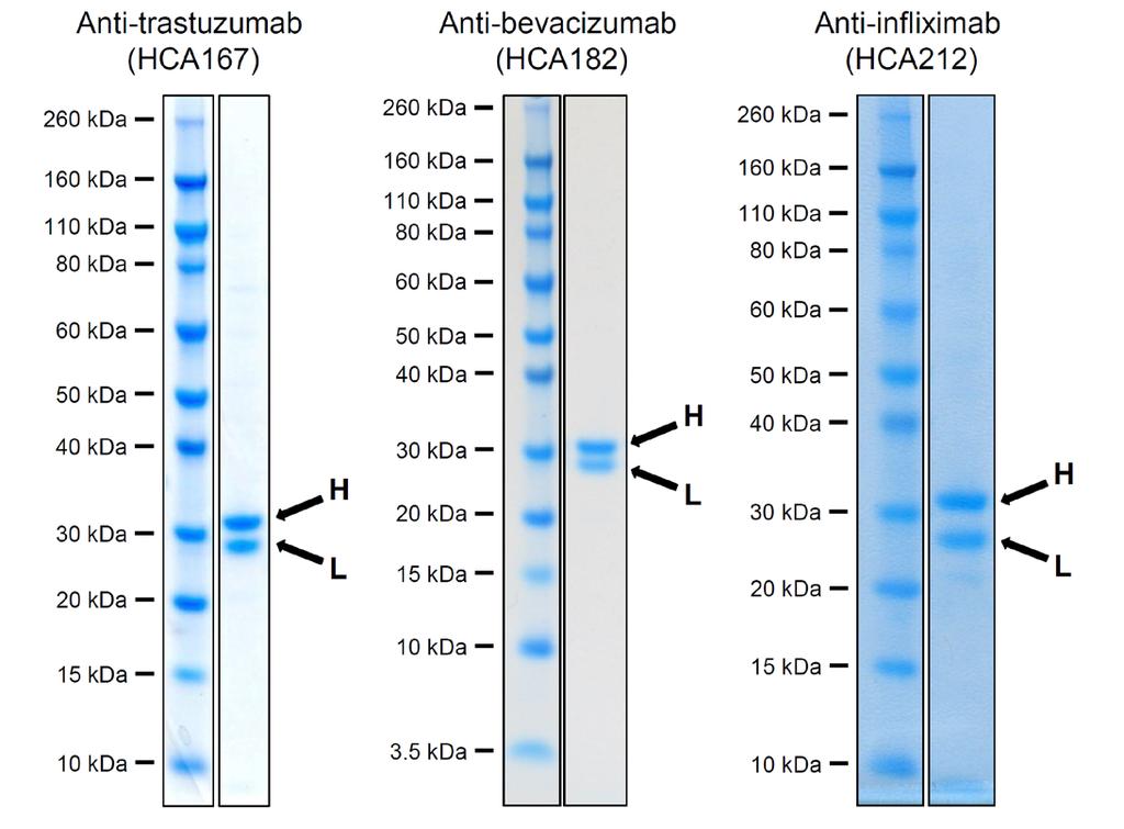 Human Anti- Trastuzumab (#HCA167), Anti-Bevacizumab (#HCA182) and Anti-Infliximab (#HCA212) Fab Antibodies were analyzed by SDS-PAGE (2 µg per lane).