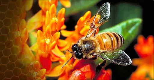 1 Beekeeping - Certificate
