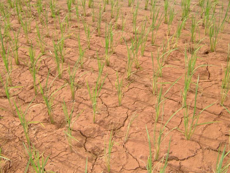 vulnerable group as their livelihood depends heavily on their annual on-farm productivity, particularly the rice cultivation, which is directly exposed to climate risk.