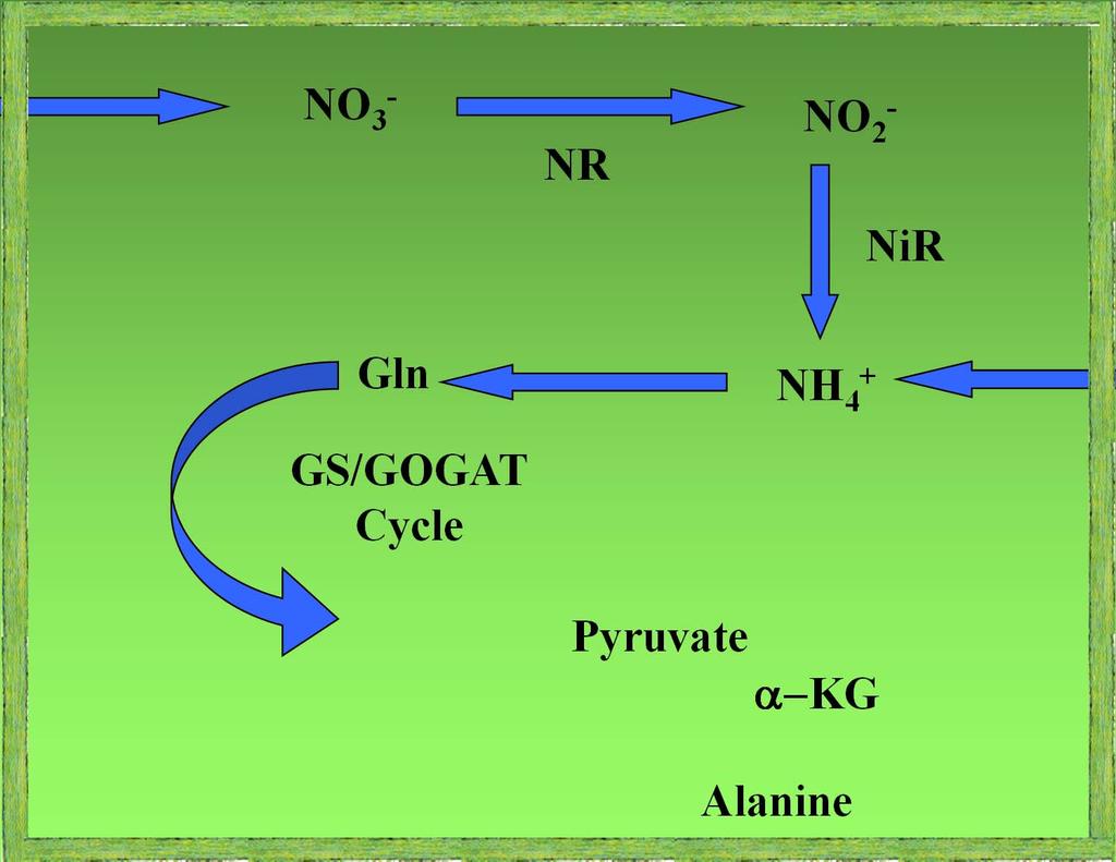 Key Steps in the Nitrogen Pathway NO 3 - NO 3 - Nitrate Transporters NR NO 2 - NiR Cell Wall
