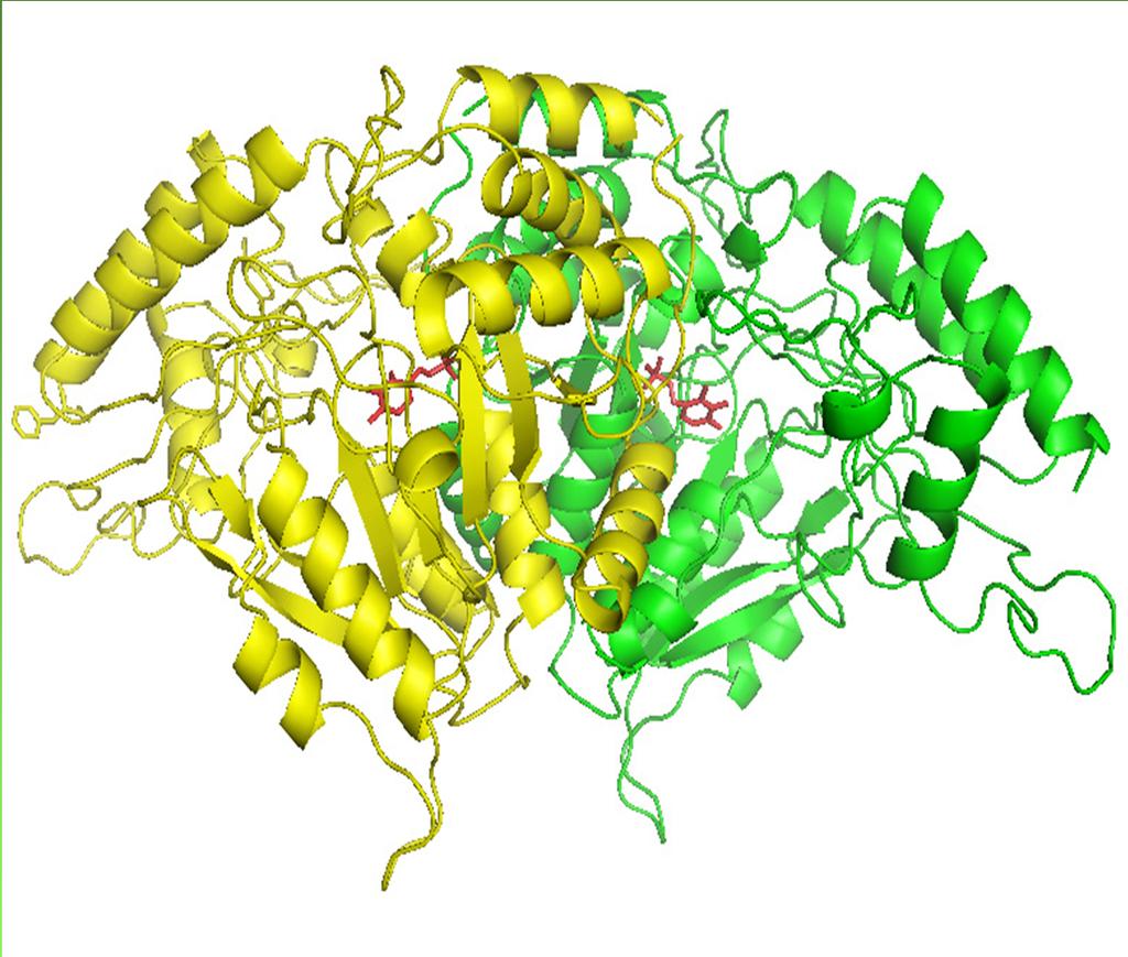 Modelling of AlaAT A B Protein