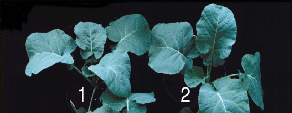 Nitrogen efficient canola; Current status Current status -Sublicenced to Monsanto in 2004, for use in