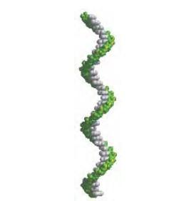 RNA is a nucleic acid molecule involving in decoding