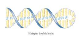 Hairpin in RNA make the single strand of RNA as demonstrated in Figure is capable of