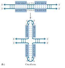 - Cruciform, the structure of DNA, when