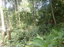 Ambar Kusumandari and Prasetyo Nugroho / Procedia Environmental Sciences 28 ( 2015 ) 142 147 145 (1) (4) 3 4 (2) (5) 2 (3) 1 5 Figure. 2. Vegetation in MSM-PF (1) Grassland; (2) Open Area; (3) Shrubs; (4) High Density Forest; (5) Low Density Forest.