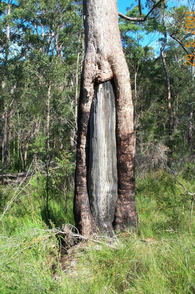 Aboriginal culturally modified (scarred and carved) trees are trees that show the scars caused by the removal of the bark or wood for the making of, for example, canoes, vessels, boomerangs, shelters
