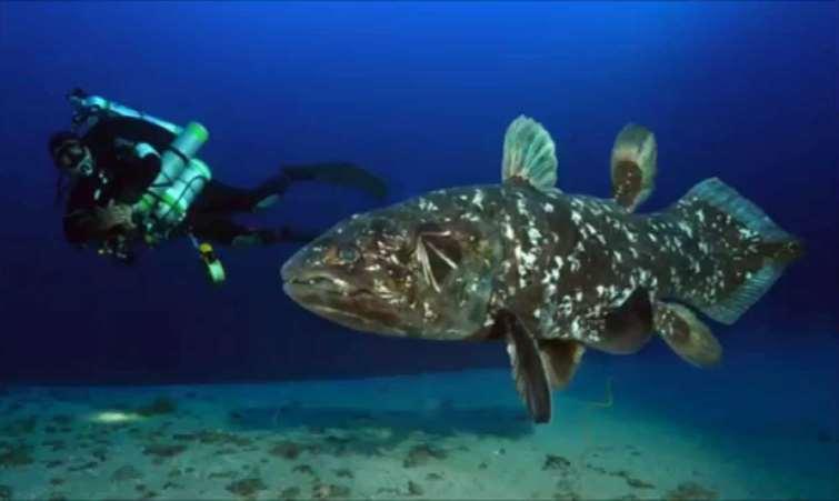 Coelacanth, ancient fish in northern