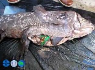 The living fossil coelacanth: captured by