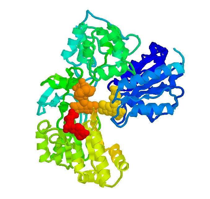 Proteins A gene is a substring of the DNA some genes are the source code of proteins A protein is: a molecule structured as a string over an alphabet of