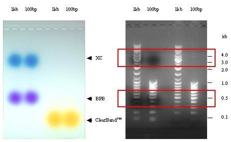 The gel and sample are clear- how can you keep track of the speed of electrophoresis? 14 Visible dyes are used to judge approximate travelling distance of the sample in the gel.